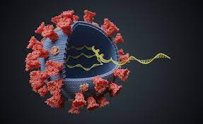 New Study Reveals Shared Antibodies Might Be Able To Fight Against A Wide Range Of Coronavirus Variants