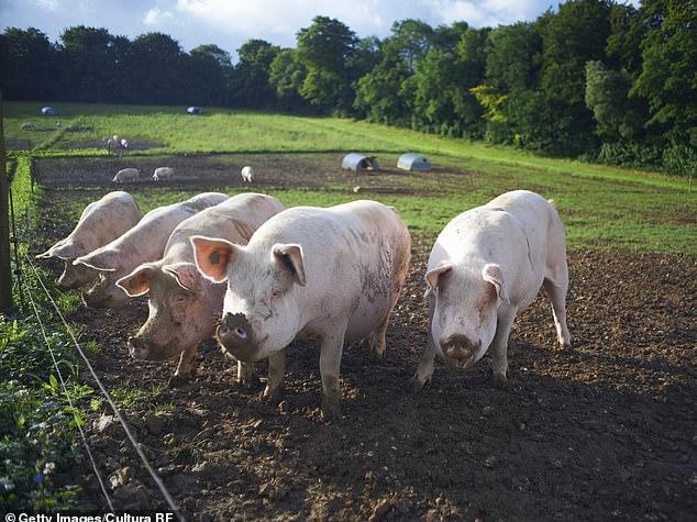 Labor Shortages Might Lead to 70000 Pigs Meaninglessly Dying in The UK