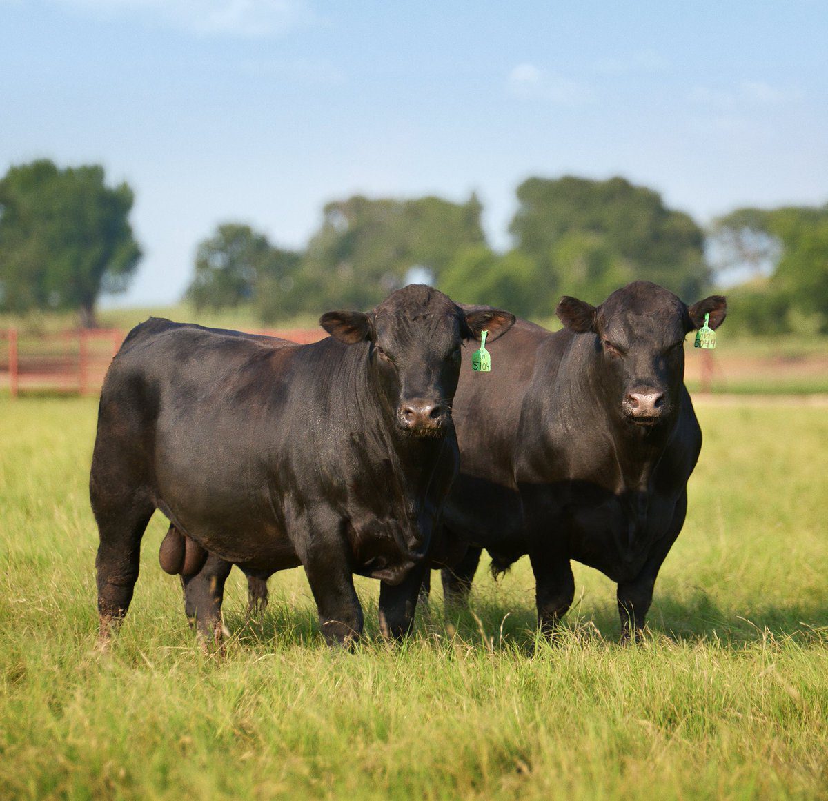 An Inside Look into Genomic Dissection and Bull Fertility Prediction