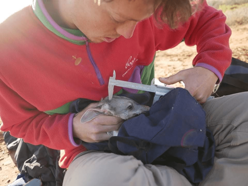 It's hard to build a bilby self-defence militia without knowing their size. Ned Ryan-Schofield takes measuremens.