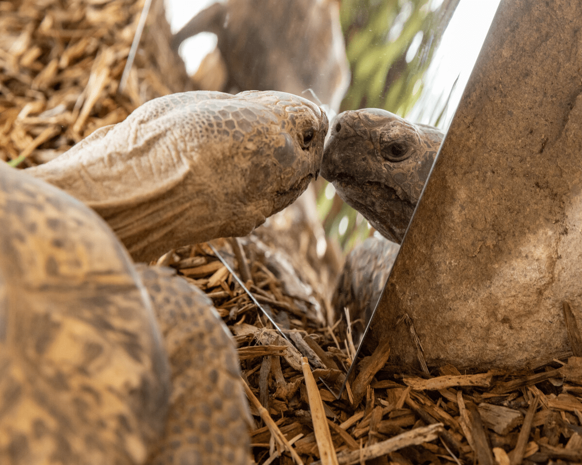 The arrival of a mirror in the leopard tortoise enclosure is such a significant event the inhabitants walk all the way over to investigate, which takes real commitment