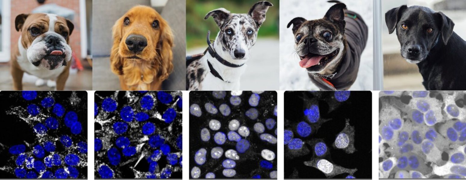 AI Images Reveal New Cell Biology