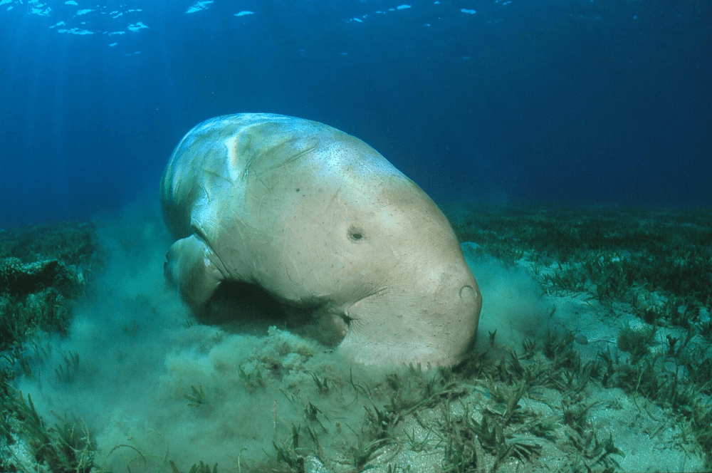 dugong extinct