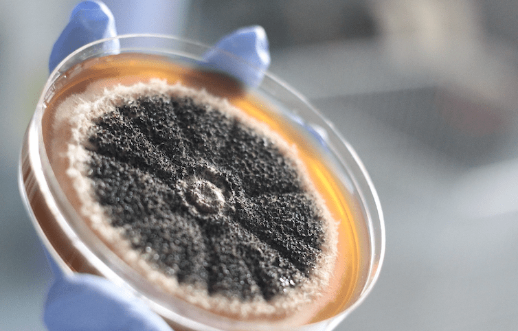 Penicillin growing on Petri dish
