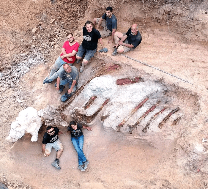 largest ever sauropod europe