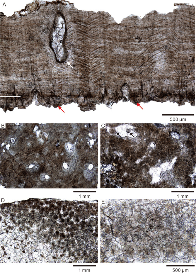 Microstructures on the shell of Shixingoolithus qianshanensis reveal features that distinguish them from other dinosaur eggs