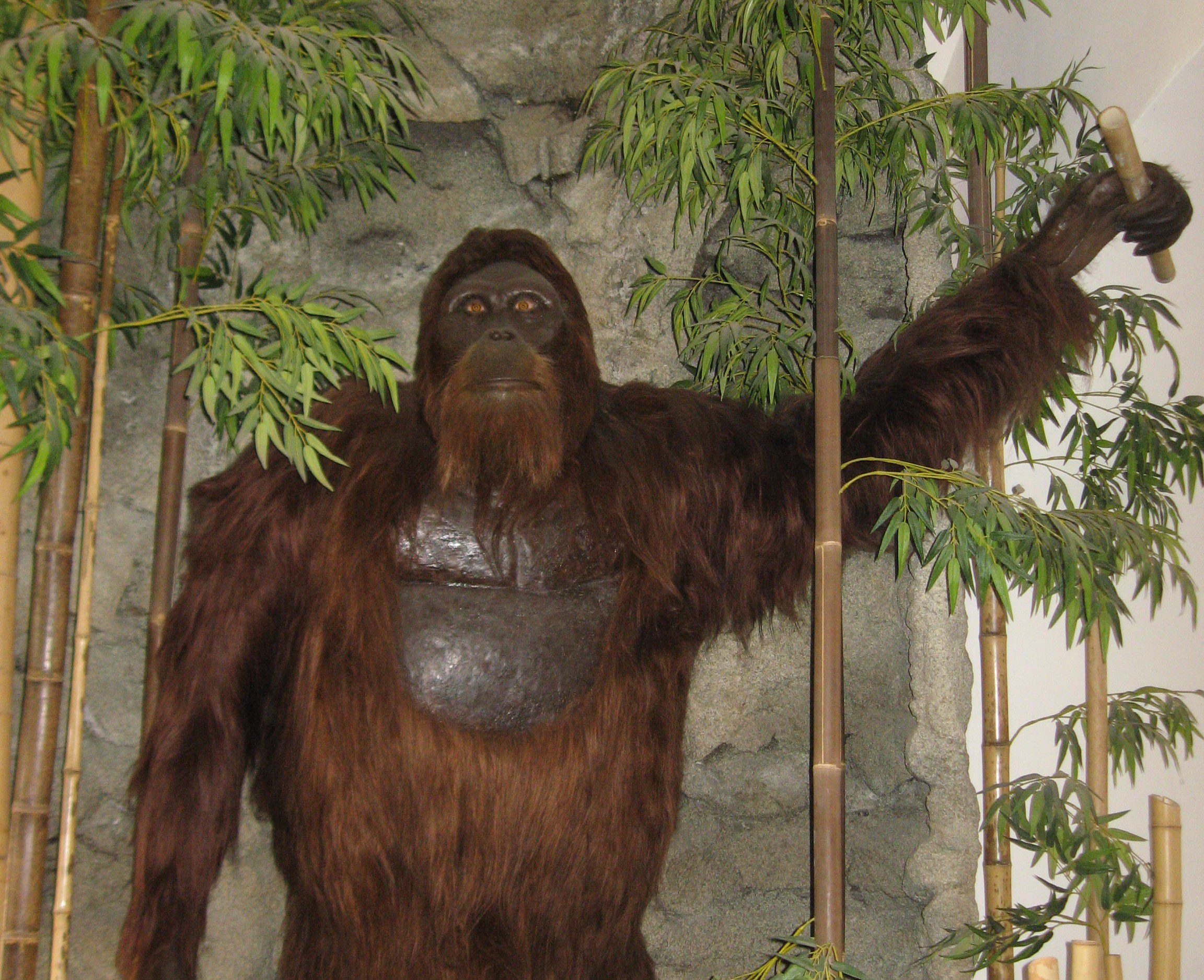 A model of Gigantopithecus, which has since been rehomed, pictured at the Museum of US in San Diego.