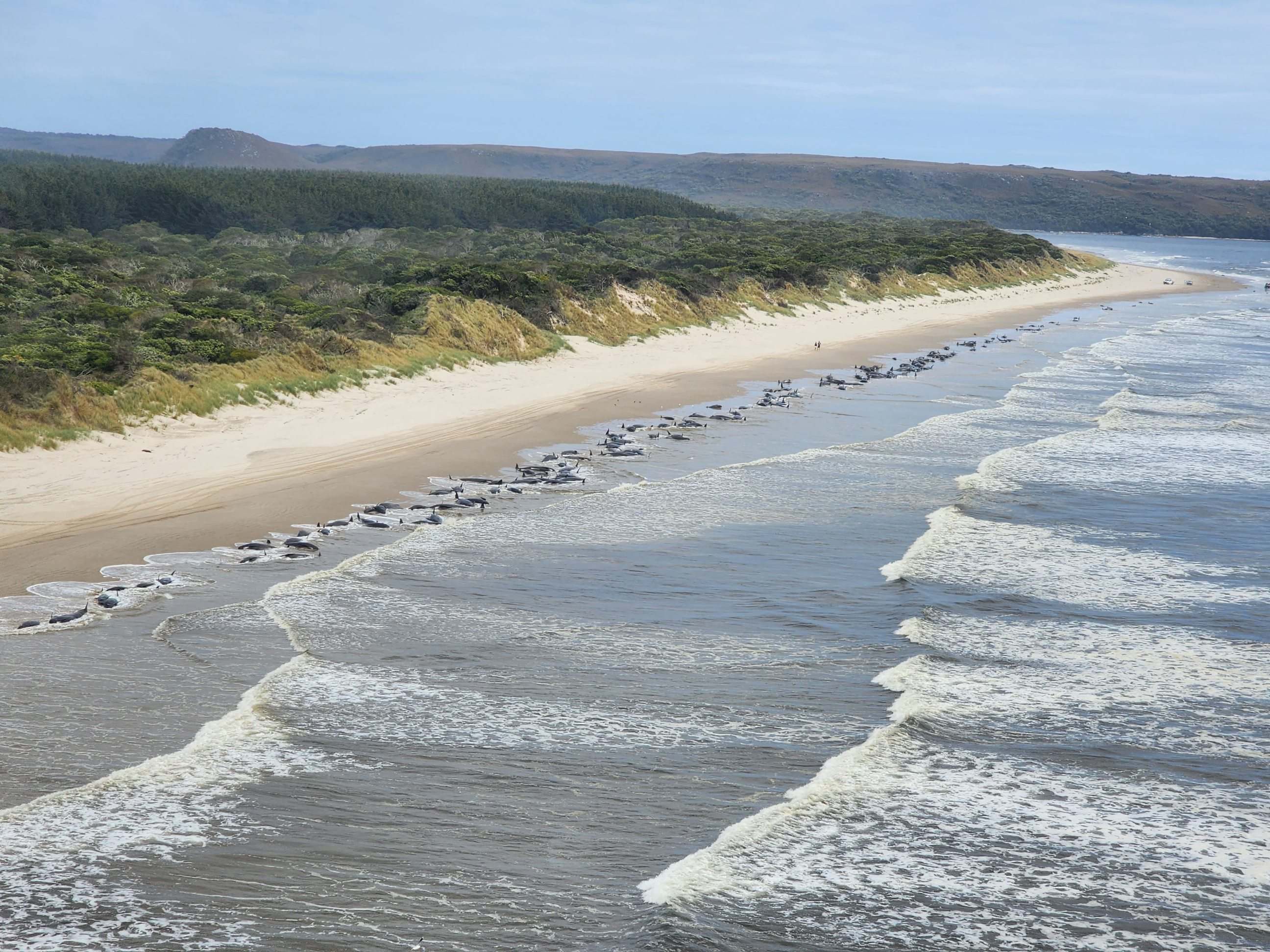 200 dead pilot whales dragged out to sea, Tasmania