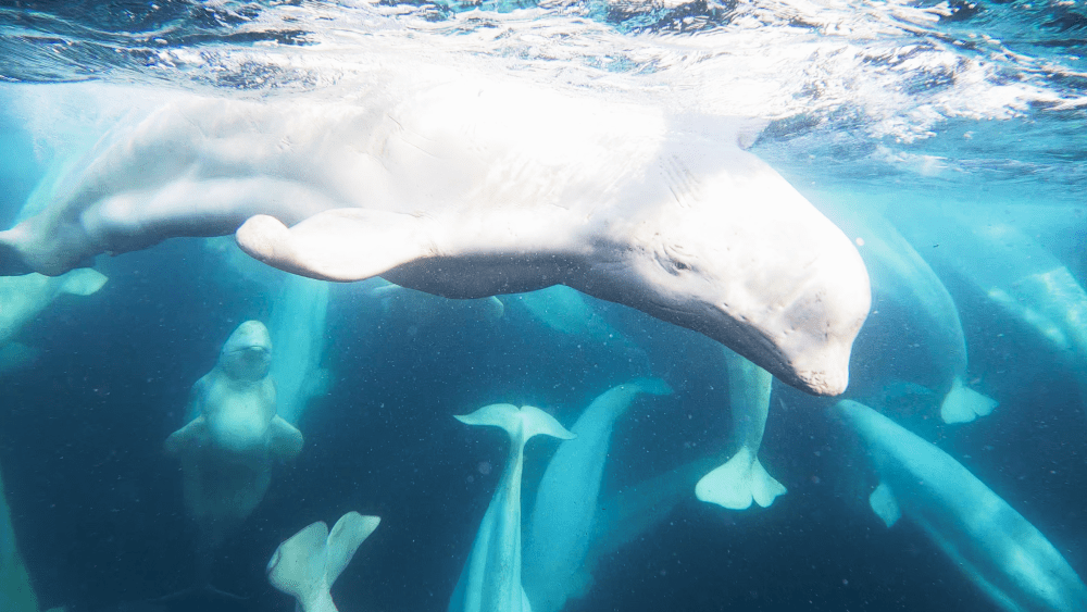 belugas frozen planet II