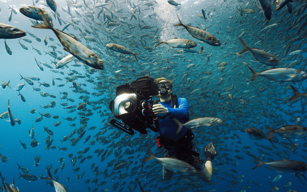 mackerel bait ball