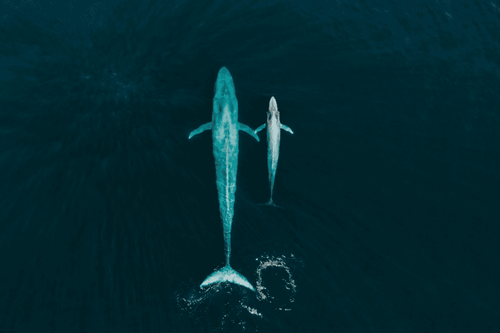 blue whale