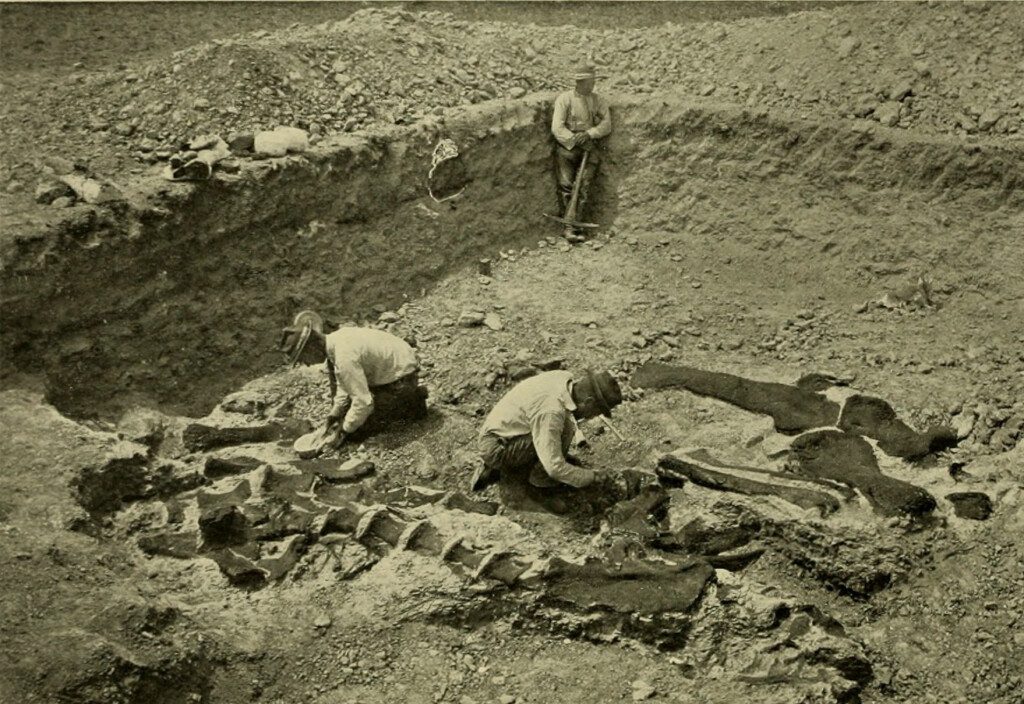 excavation to unearth dinosaur bones
