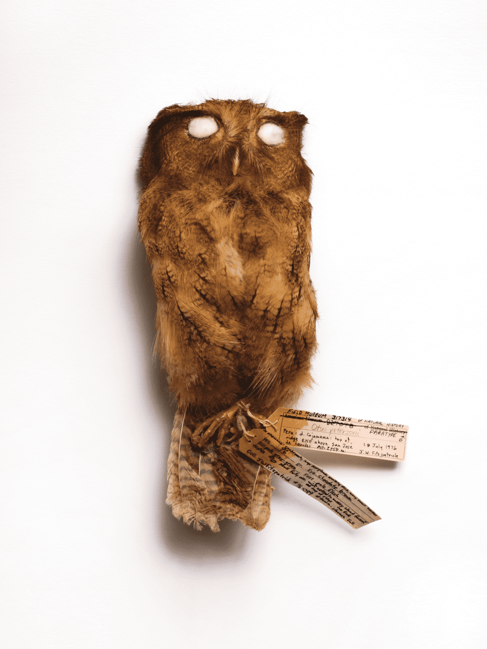 cinnamon screech owl