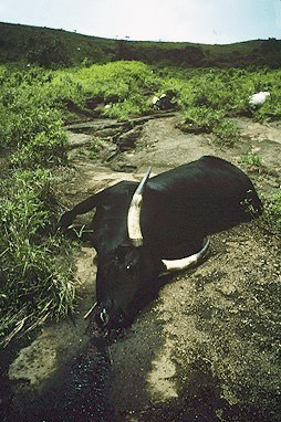 lake nyos explode gas