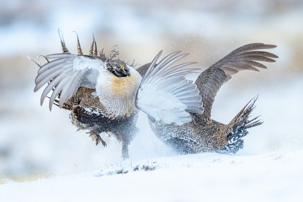 sage grouse