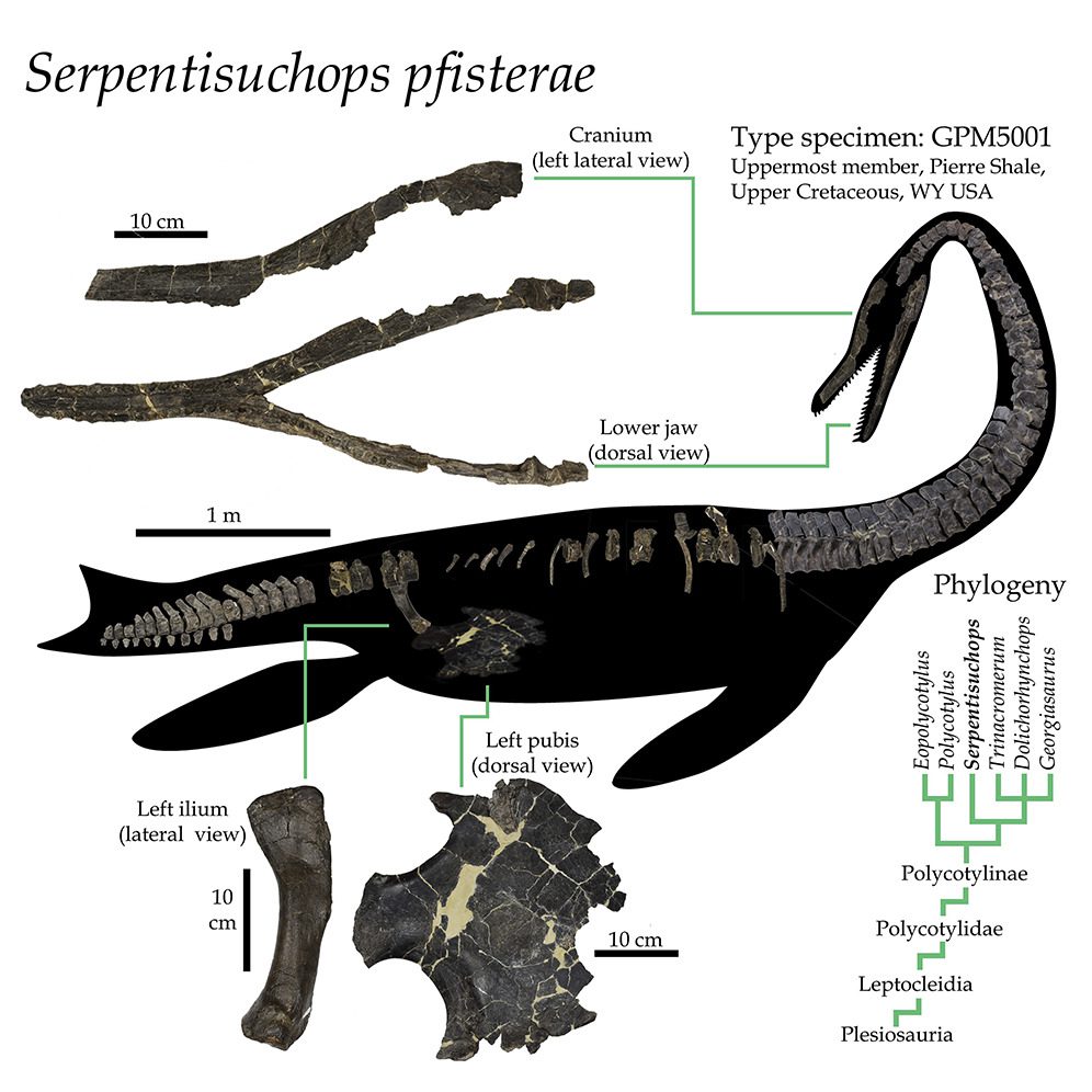 Fossils of Serpentisuchops pfisterae placed into an outline of the animal