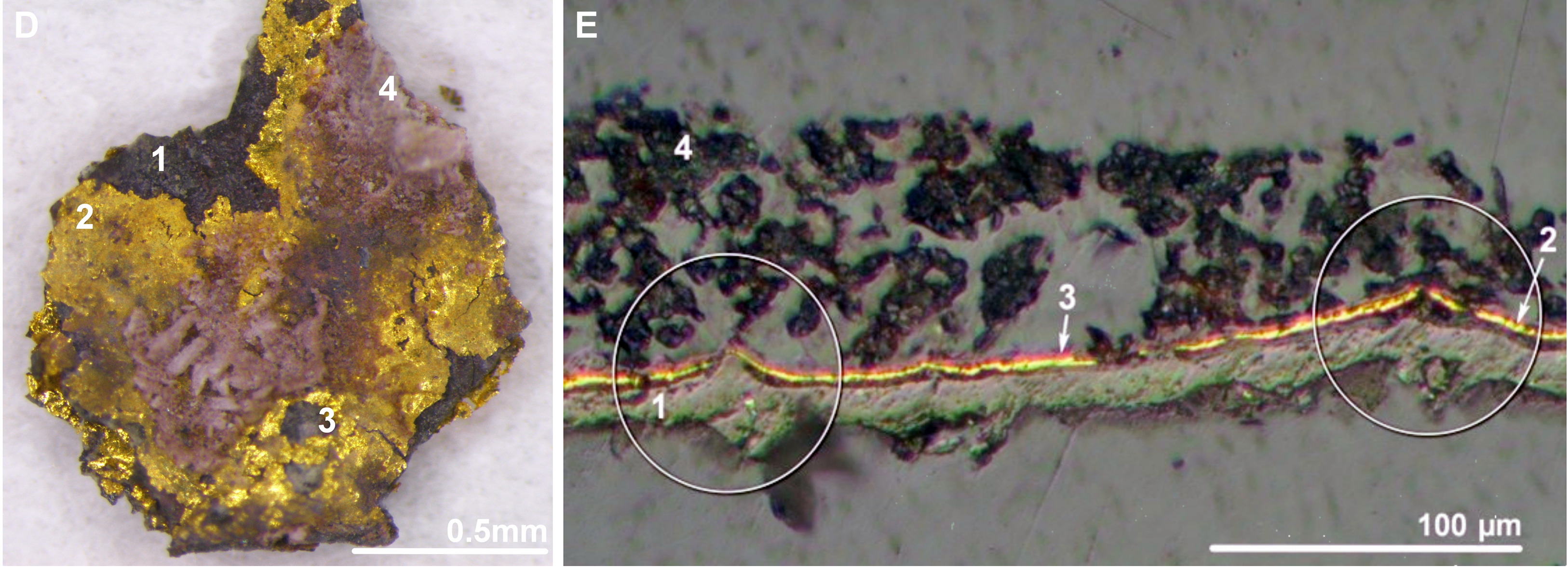 (D) The gilded tin structure showing from inside to outside: corroded gray-black metallic foil, damaged metallic golden leaf (layer 2); fragments of iridescent purple-grayish covering and purple-tinted whitish coat at surface. (E) PLM image of the gilding cross section Note the irregular surface of the gray metallic foil (layer 1) and the crater-shaped voids in the gilded tin (circles).