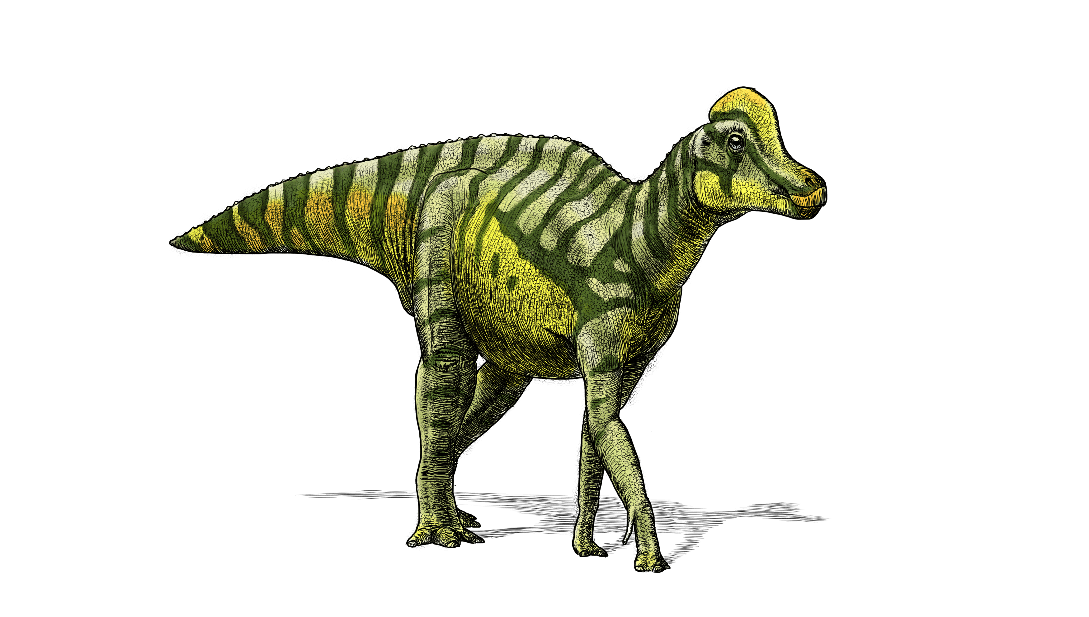 Artist's impression of a juvenile lambeosaurus, one of the possible species for this fossil