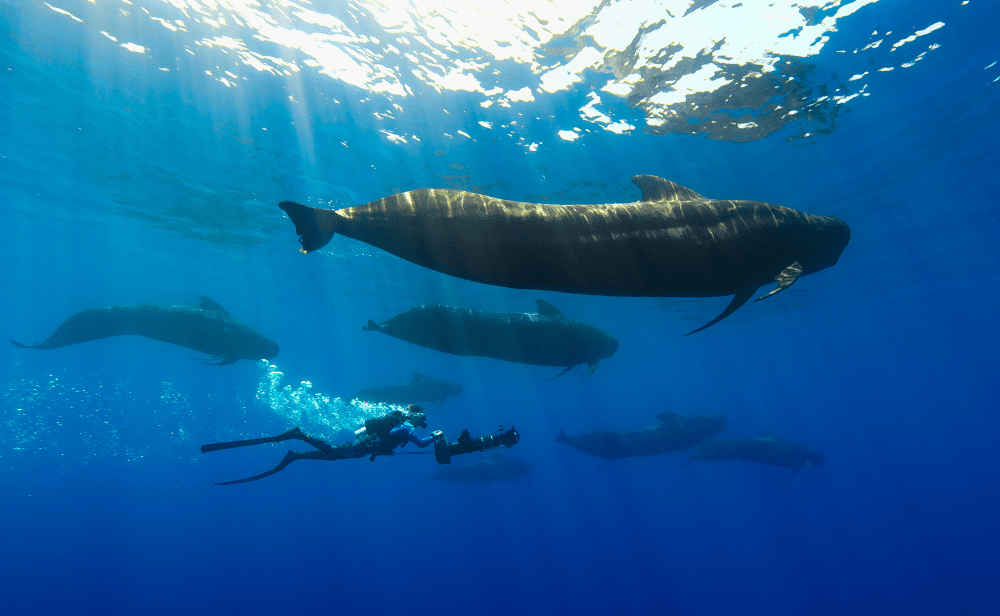 pilot whales