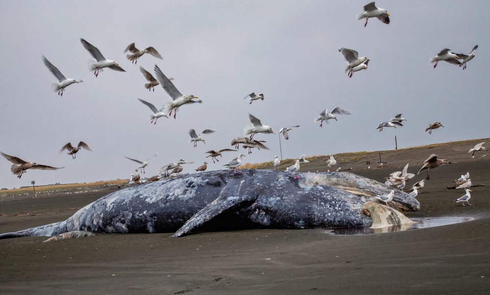 hordes of seagulls feasting on a gray whale carcass on a beach