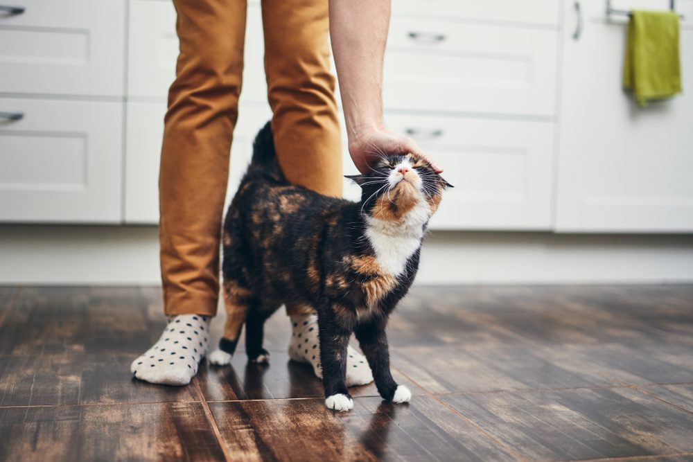 stroking a cat