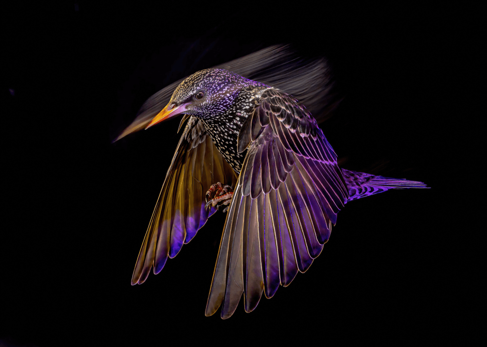 starling