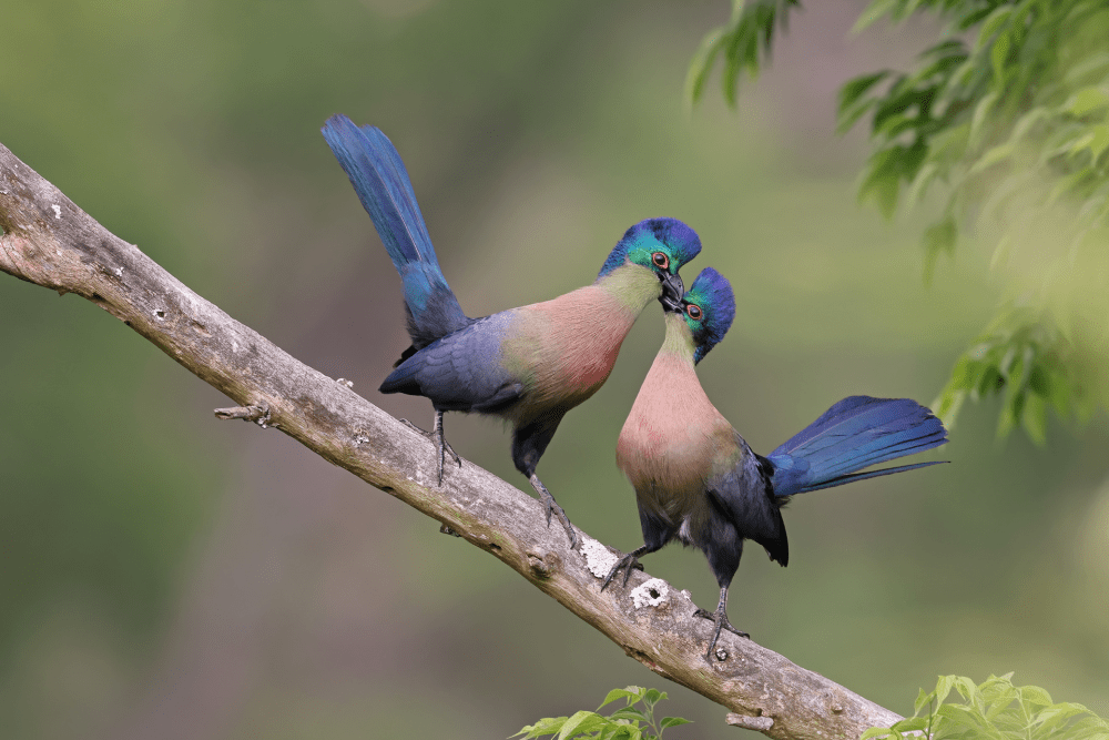 turacos