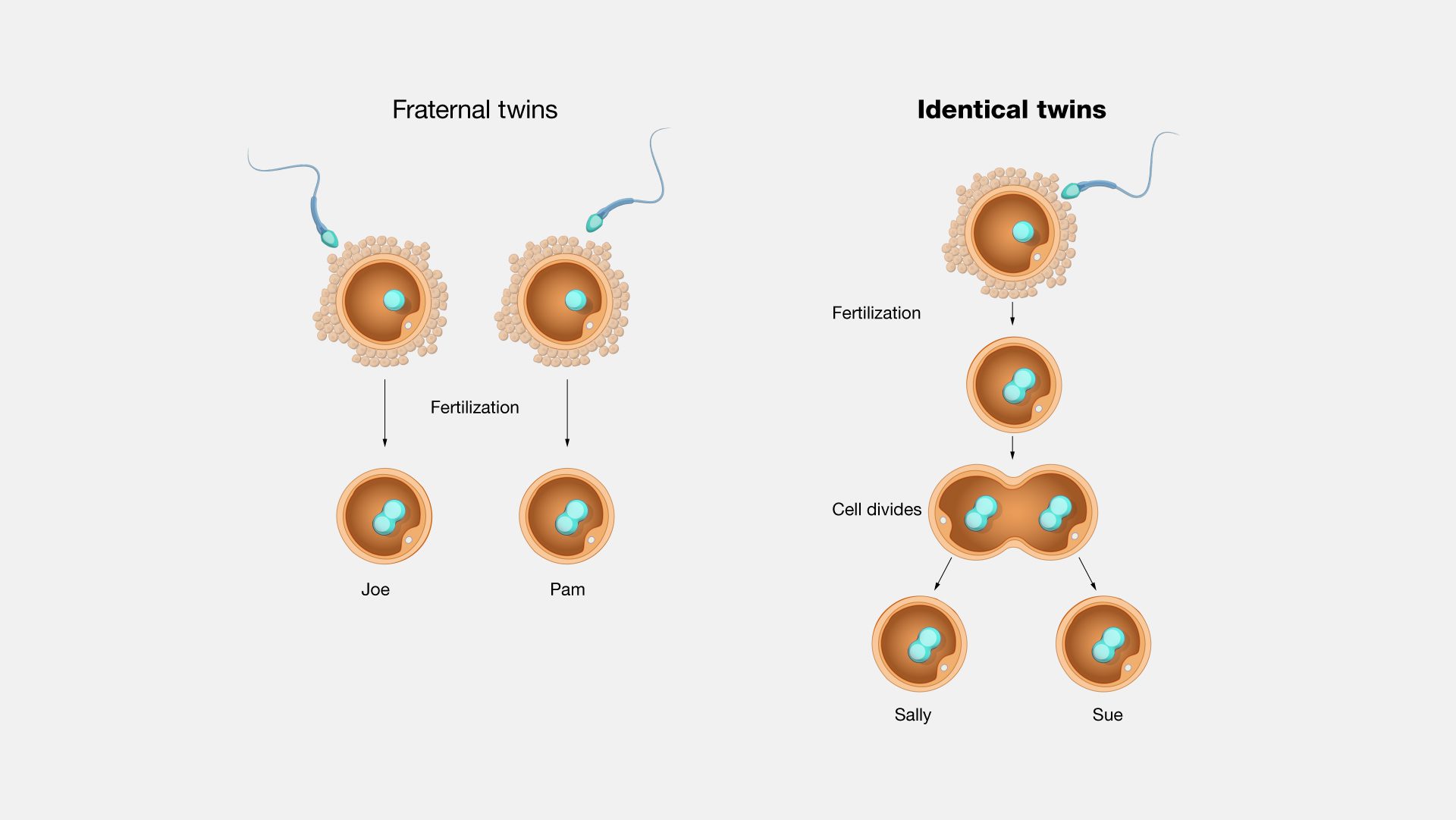 Diagram explaining fraternal and identical twins