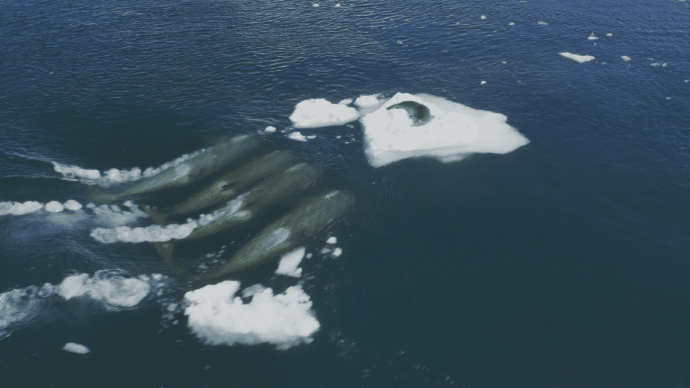 wave-washing orcas