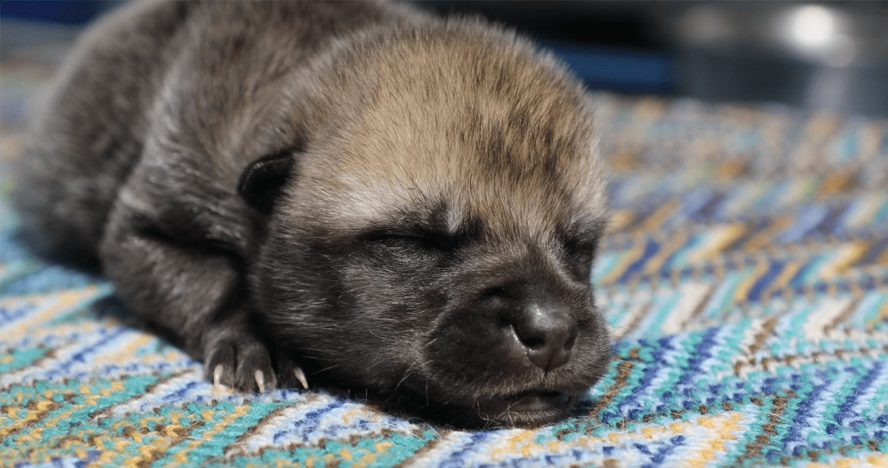 A tiny fluffy little wolf pup with closed eyes asleep on a blanket
