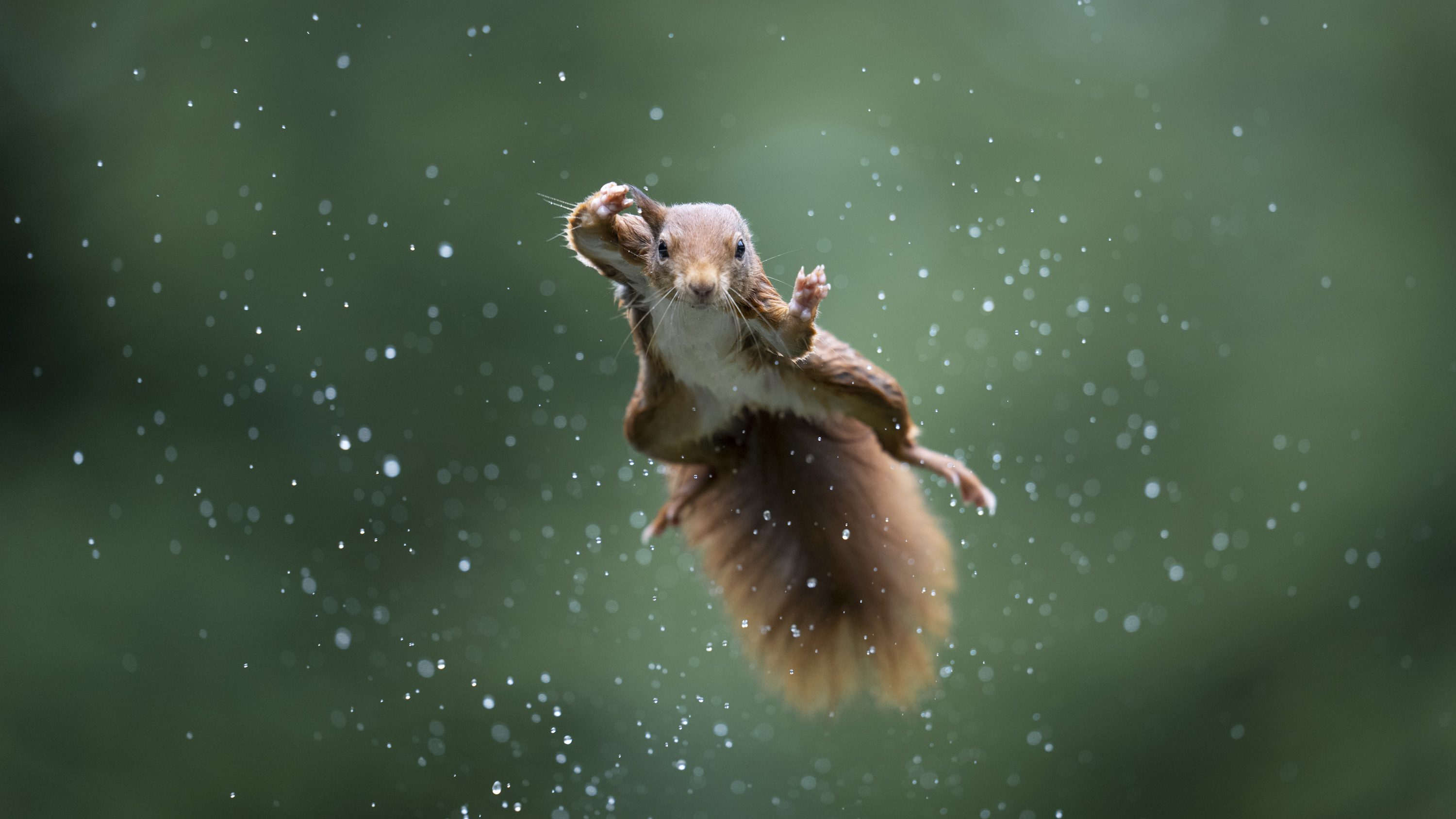 Flying red squirrel reaching toward the camera