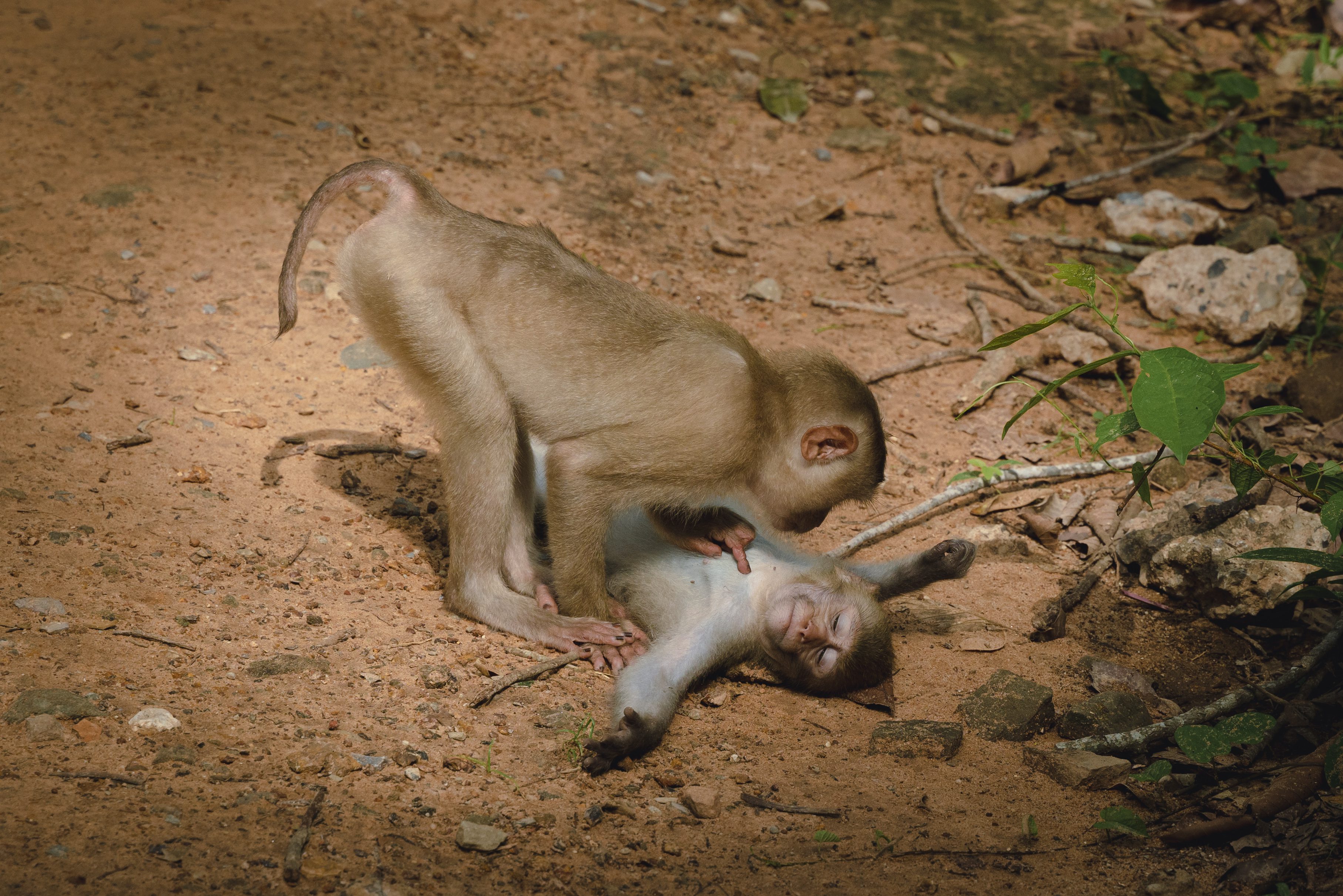 Monkey Wellness Center. Image credit: © Federica Vinci/Comedy Wildlife Photography Awards 2022