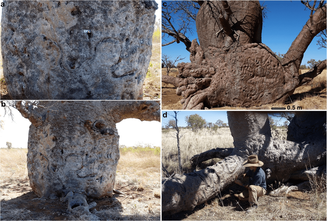 . a) Enlargement of snake carving showing areas of damage to bark caused by larvae, b) Location of  carving on boab shown in a) (Photos Sue O’Connor 2021), c) Partially collapsed boab with elaborate snake  carvings in trunk and low branches (Photo Sue O’Connor), d) Darrell Lewis sitting next to low branch with  deeply carved snakes 