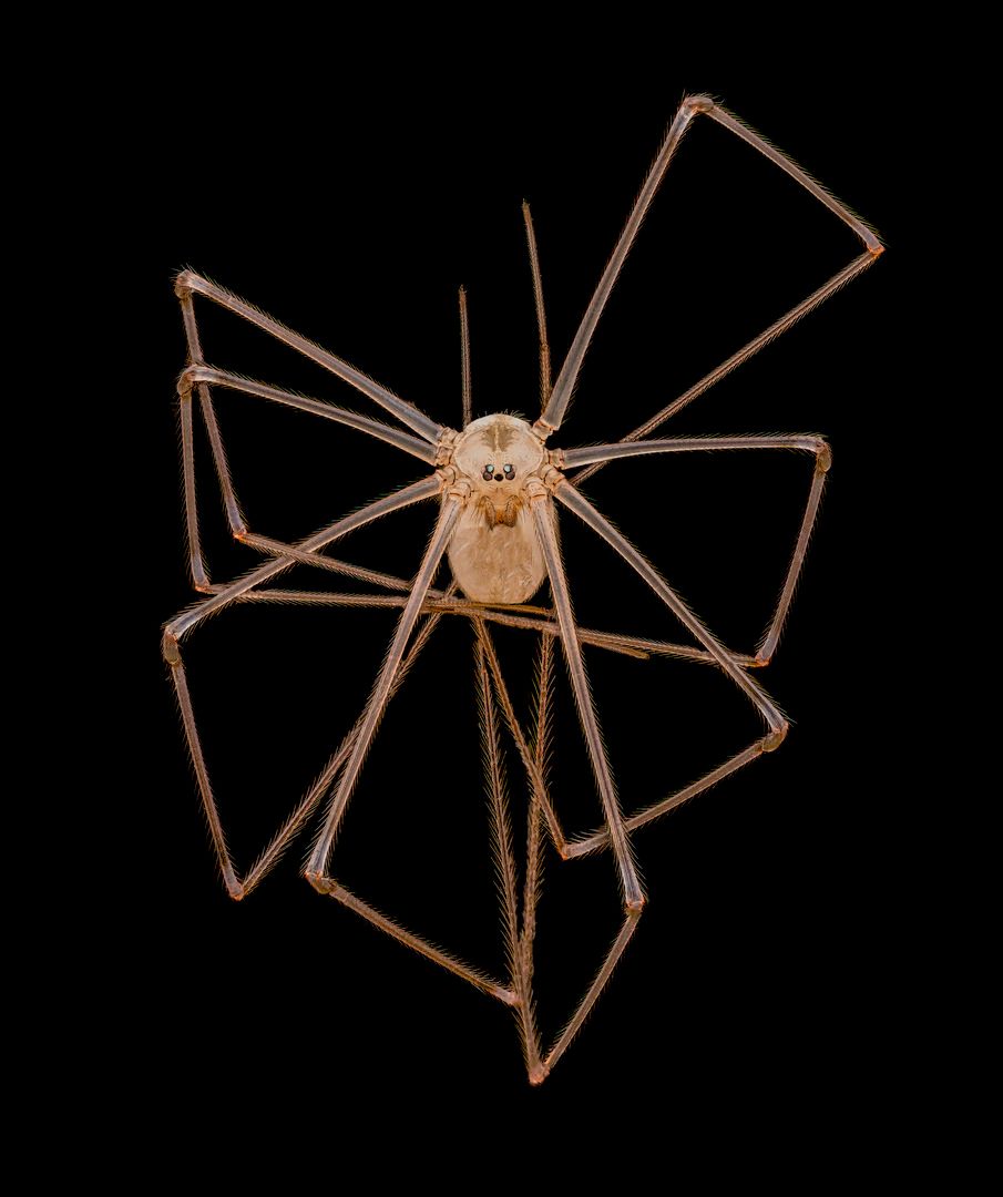 Long-bodied cellar/daddy long-legs spider (Pholcus phalangioides). 