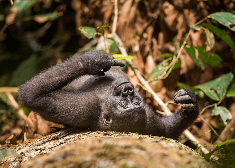 Juvenile western lowland gorilla in the Nouabalé-Ndoki National Park in the Republic of Congo. 
