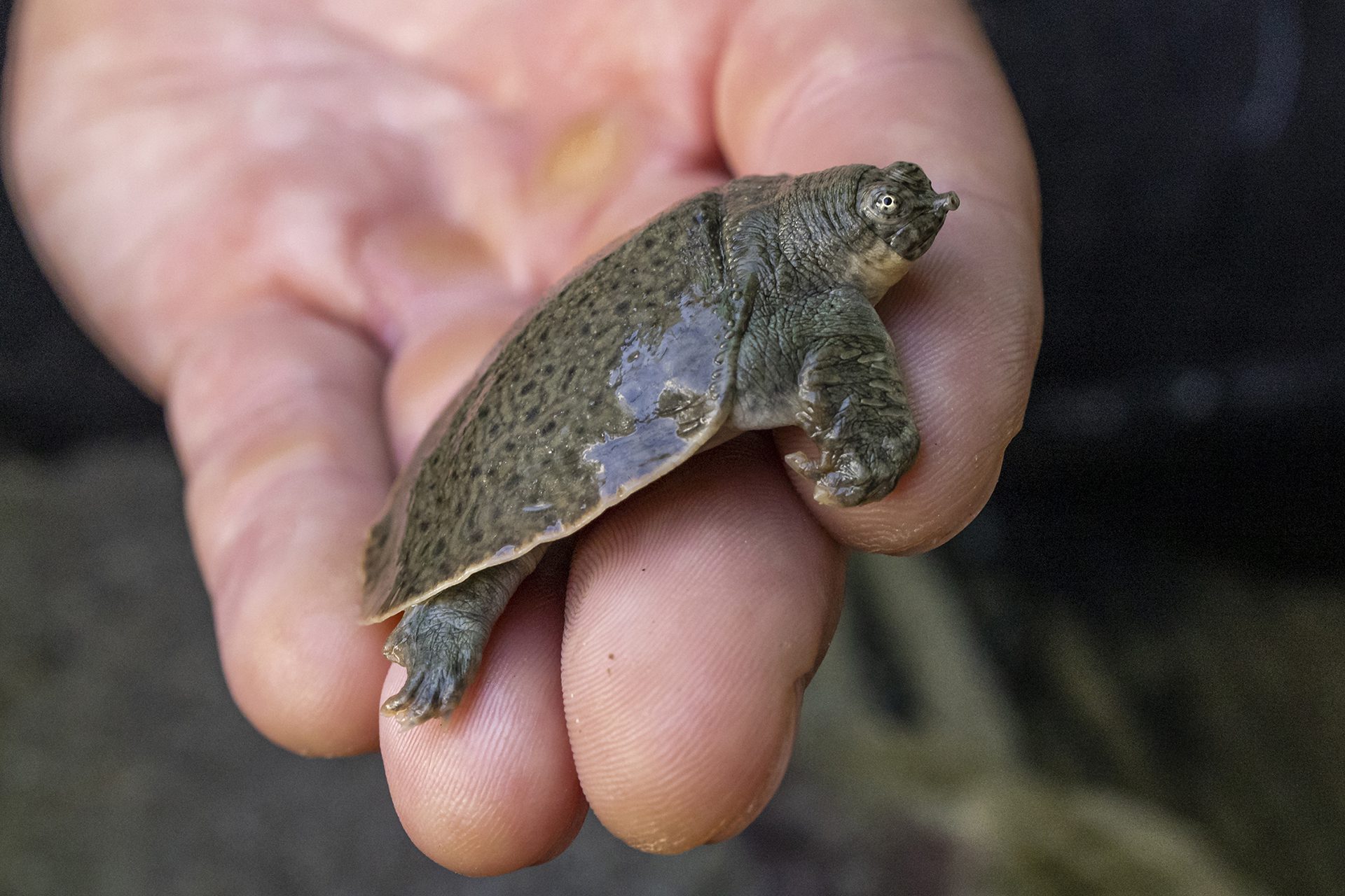 Small grey turtle on the palm of a hand. Grumpy expression 