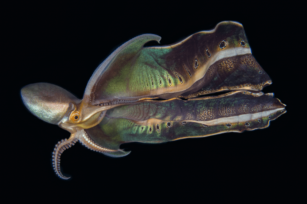 blanket octopus