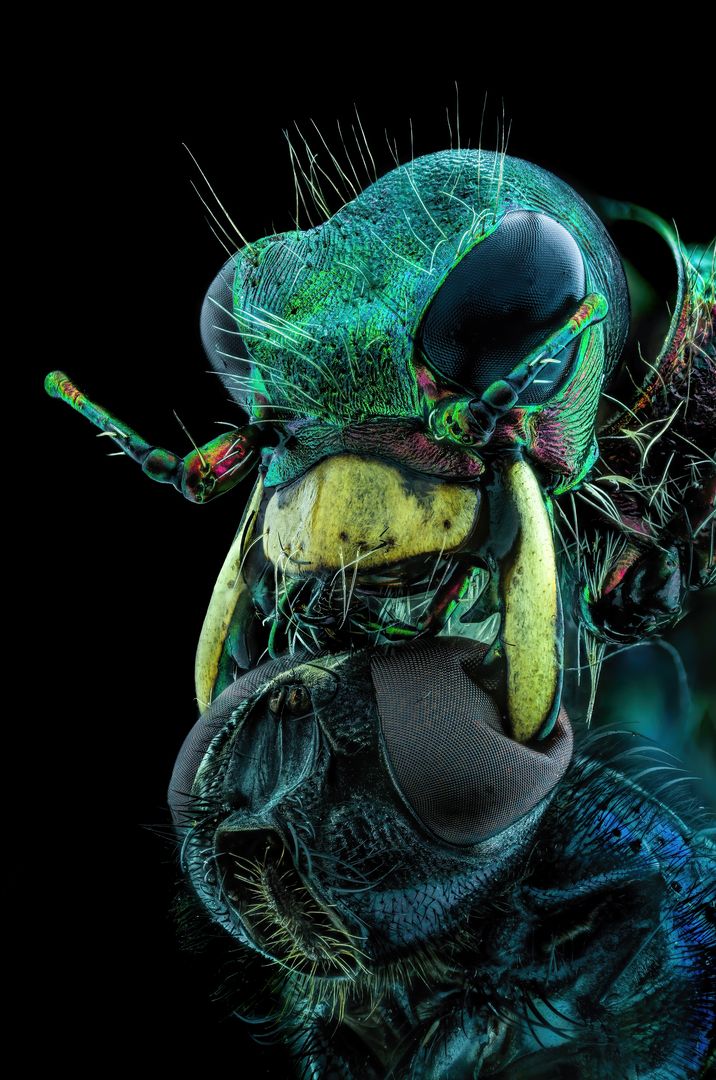 Microscopic image of a A fly under the chin of a tiger beetle