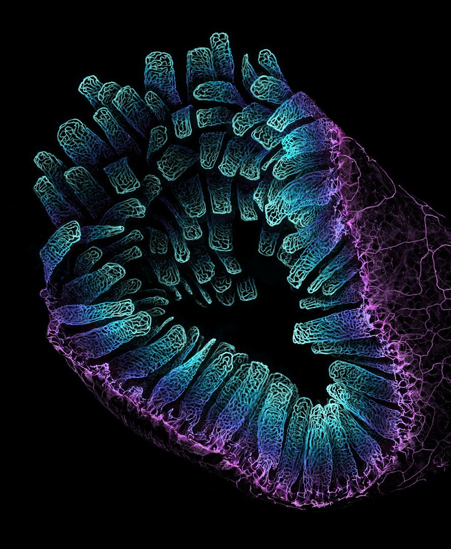 Blood vessel networks in the intestine of an adult mouse.