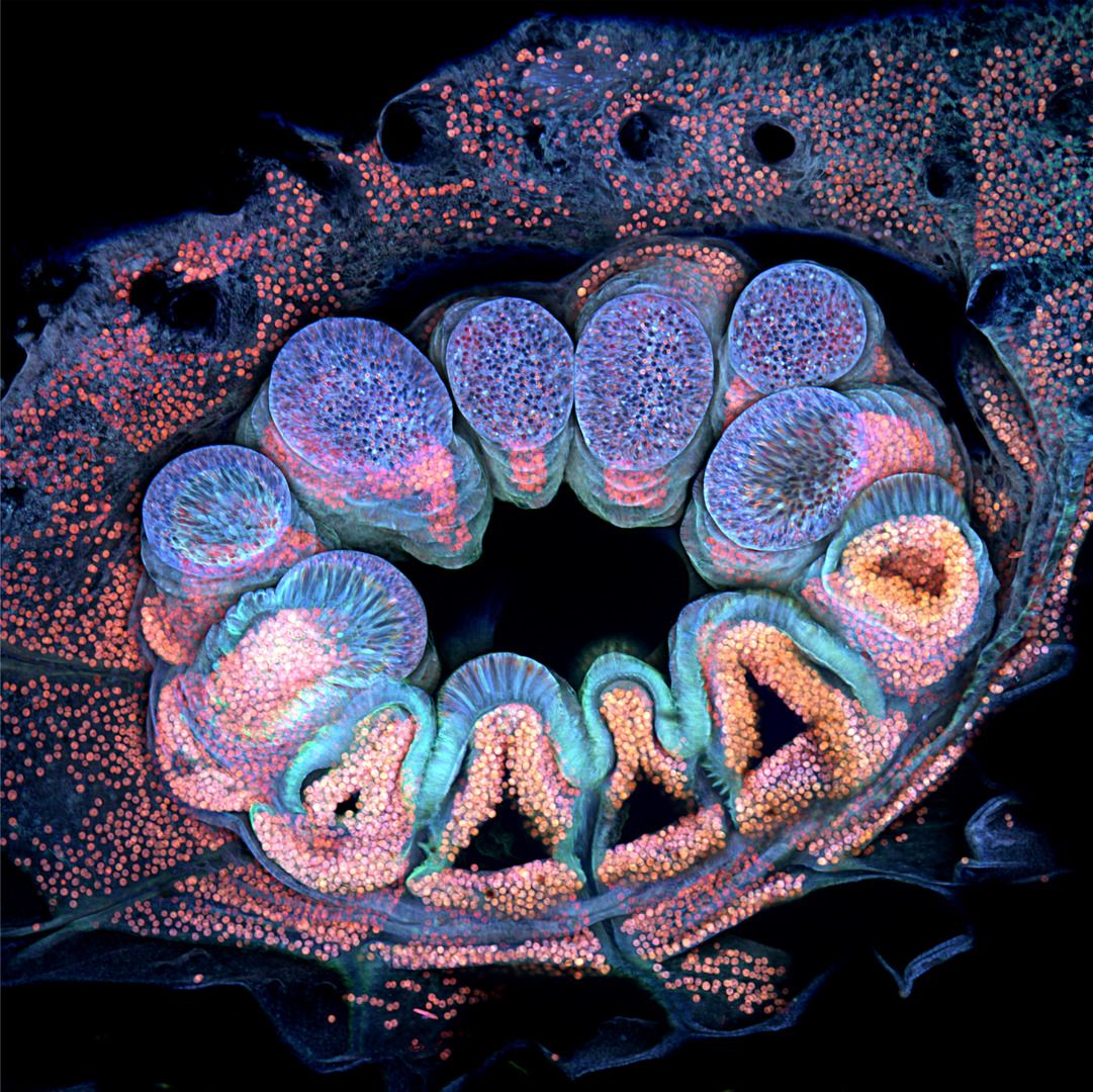 Autofluorescence of a single coral polyp