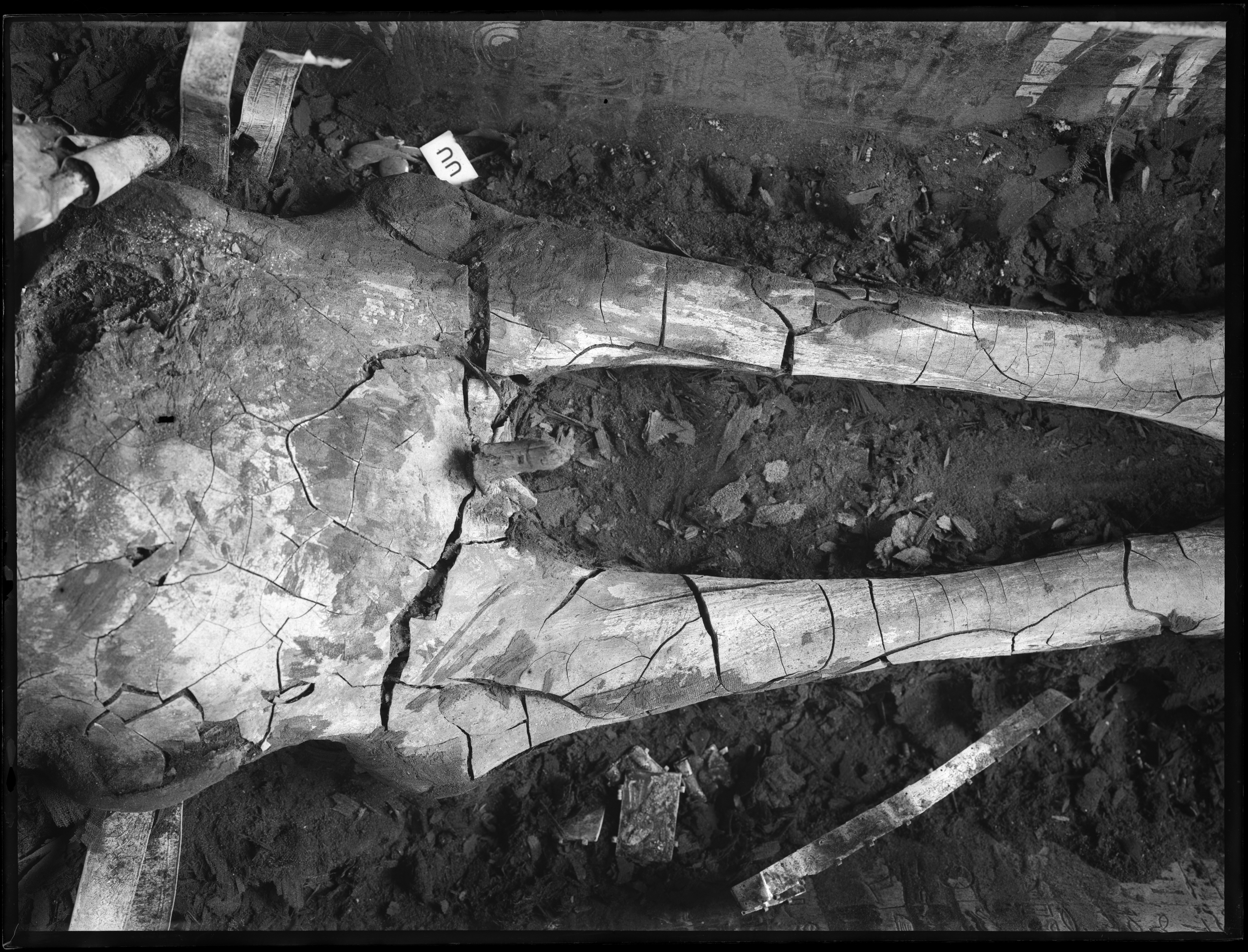 King Tut's penis and legs, in black and white