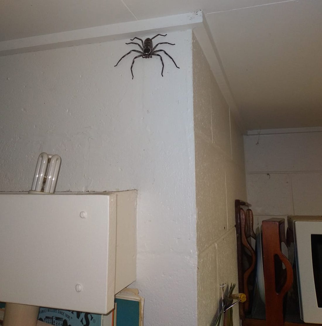 Giant huntsman spider