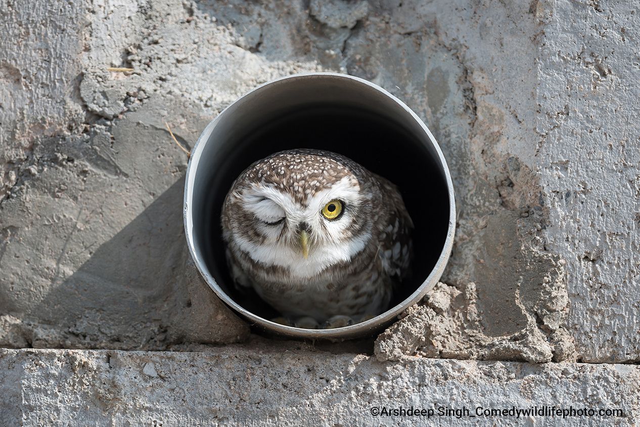 An owl in a pipe winking at the camera.