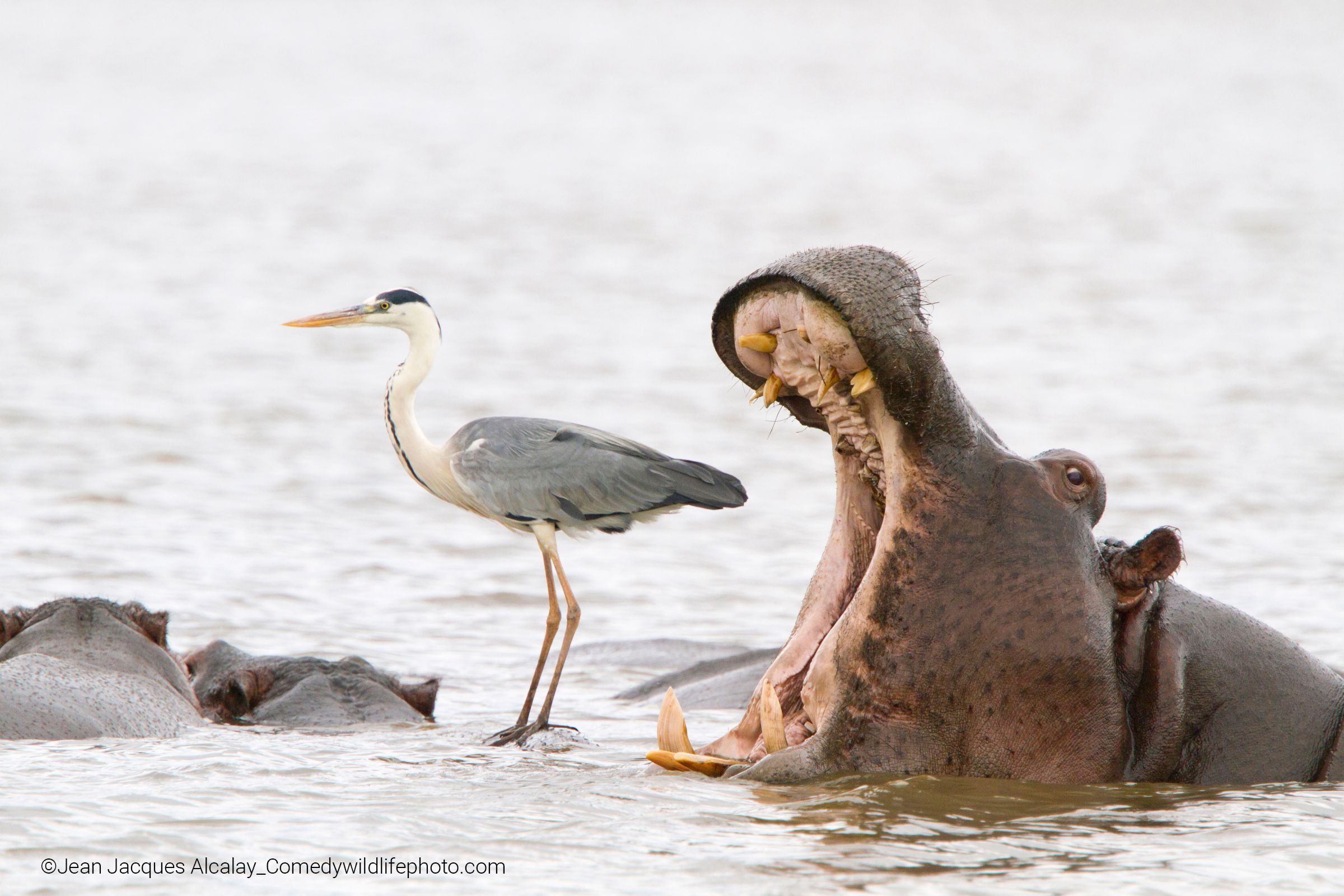 Hippo yawning next to a heron standing on the back of another hippo in Kruger National Park, South Africa