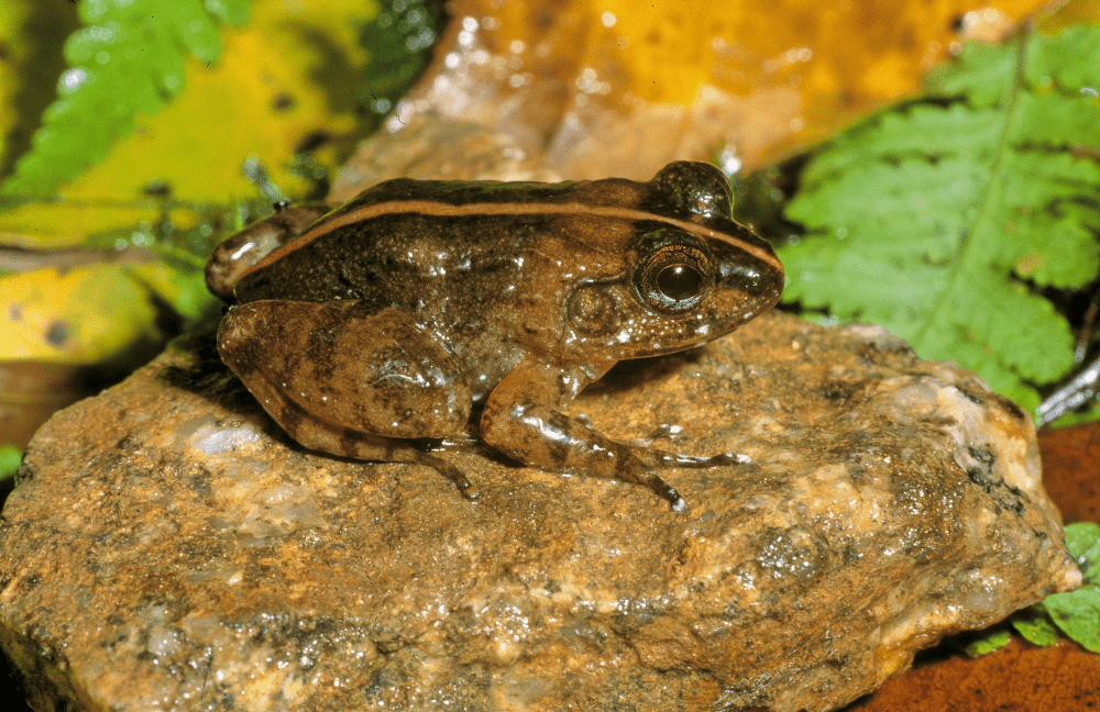 frogs madagascar