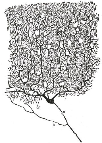 Purkinje cell drawing