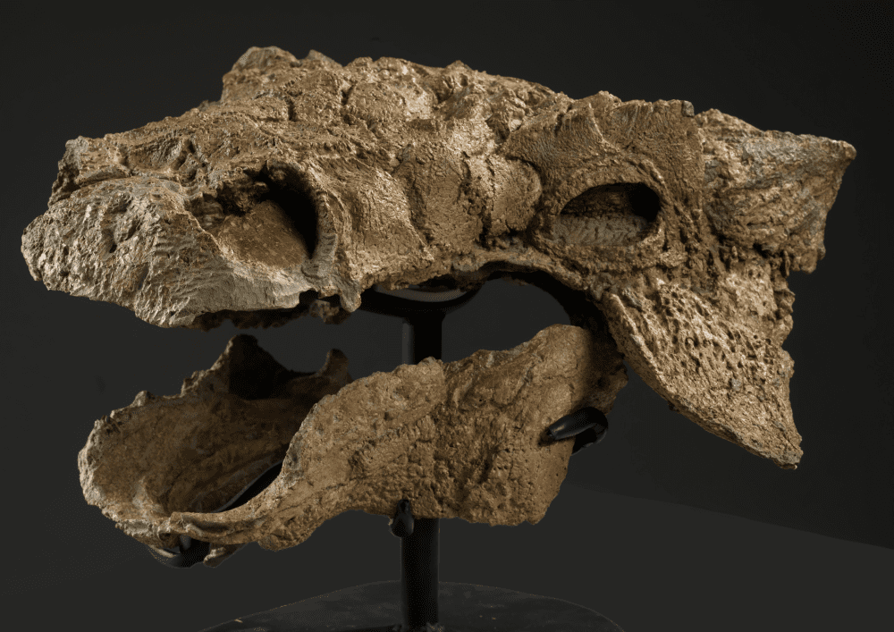 ankylosaur skull