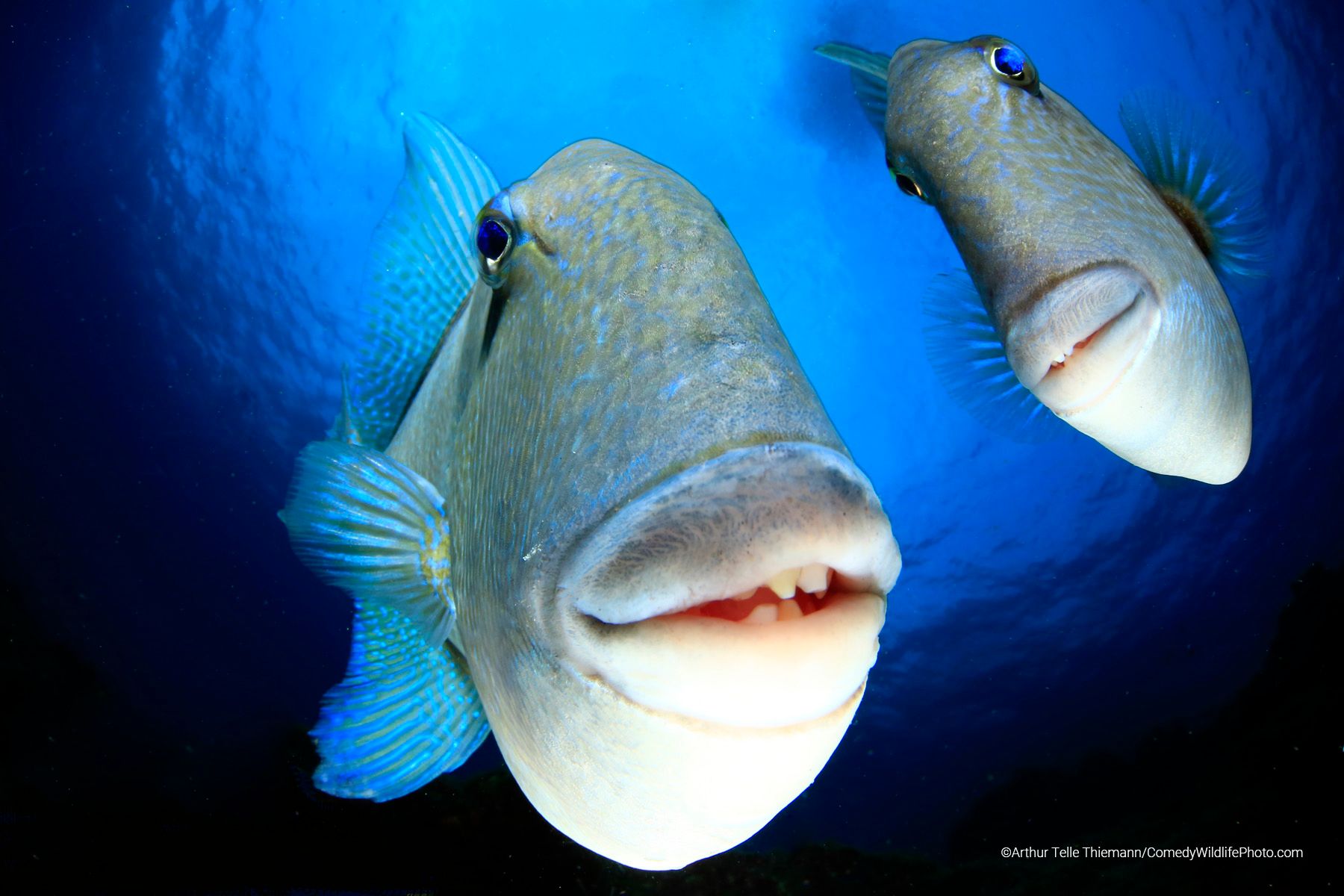 A couple of triggerfish looking into the camera, captured at the Azores.