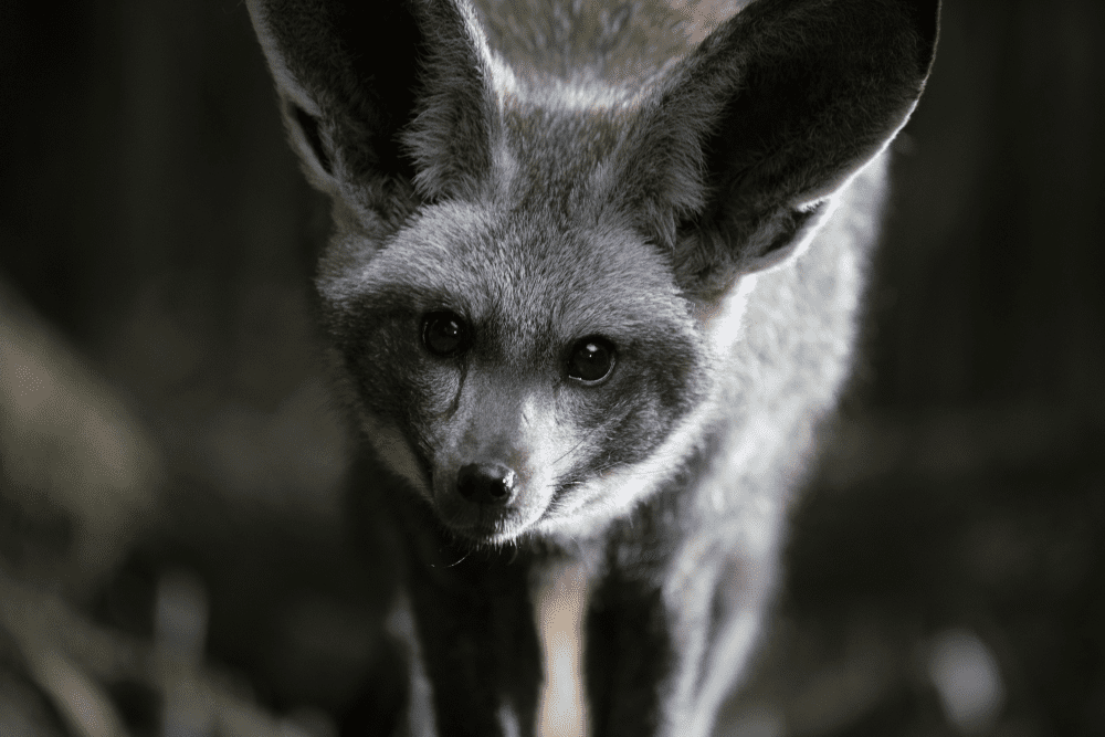 bat-eared fox