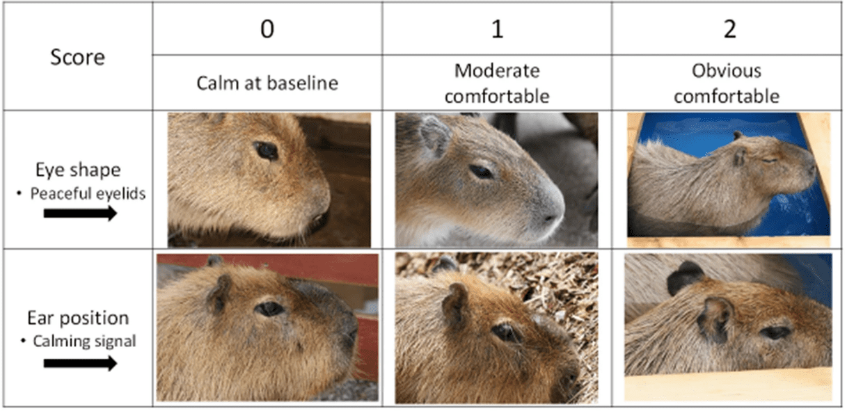 Figure from Inaka and Kimura, 2021, showing comfort levels of capybaras in hot baths